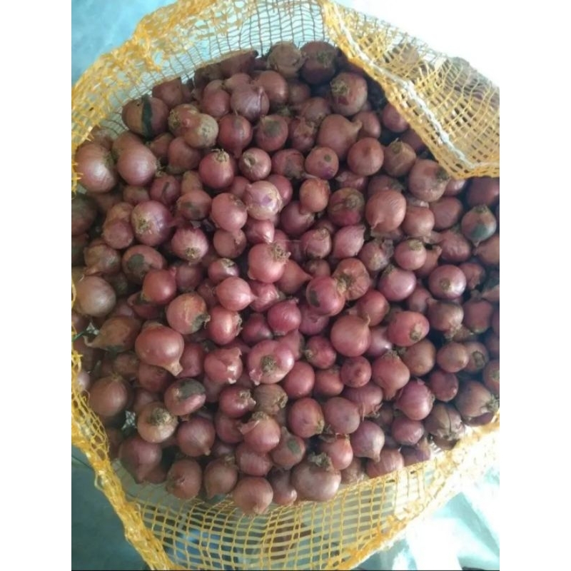 

bawang merah asli garut barang super
