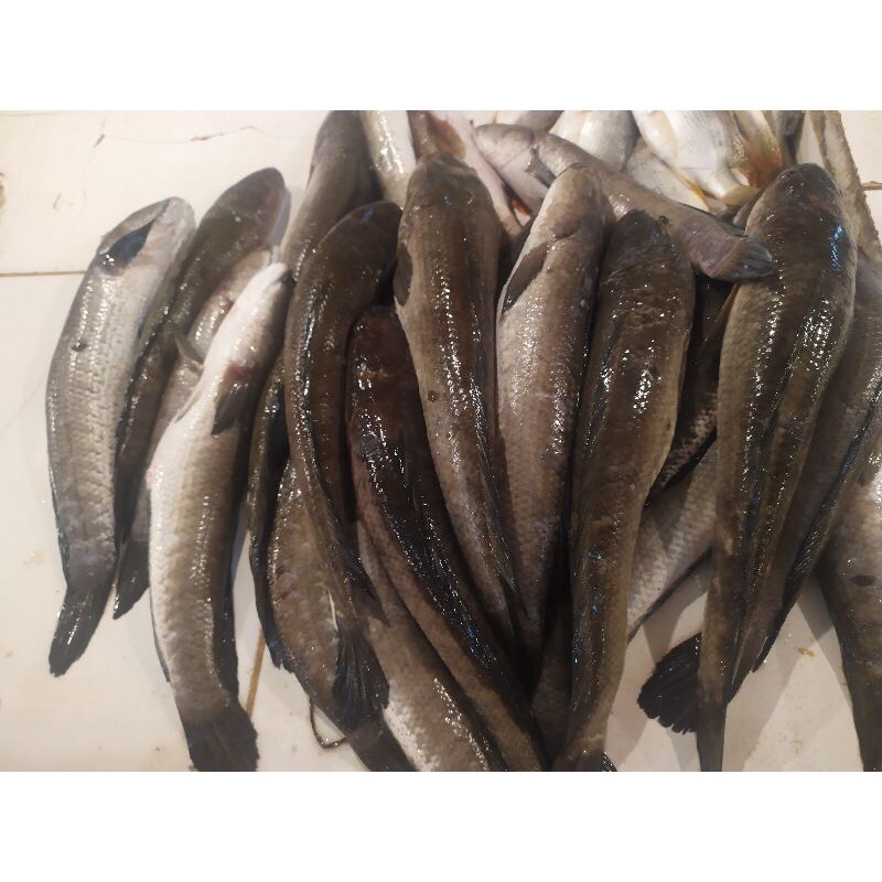 

ikan gabus