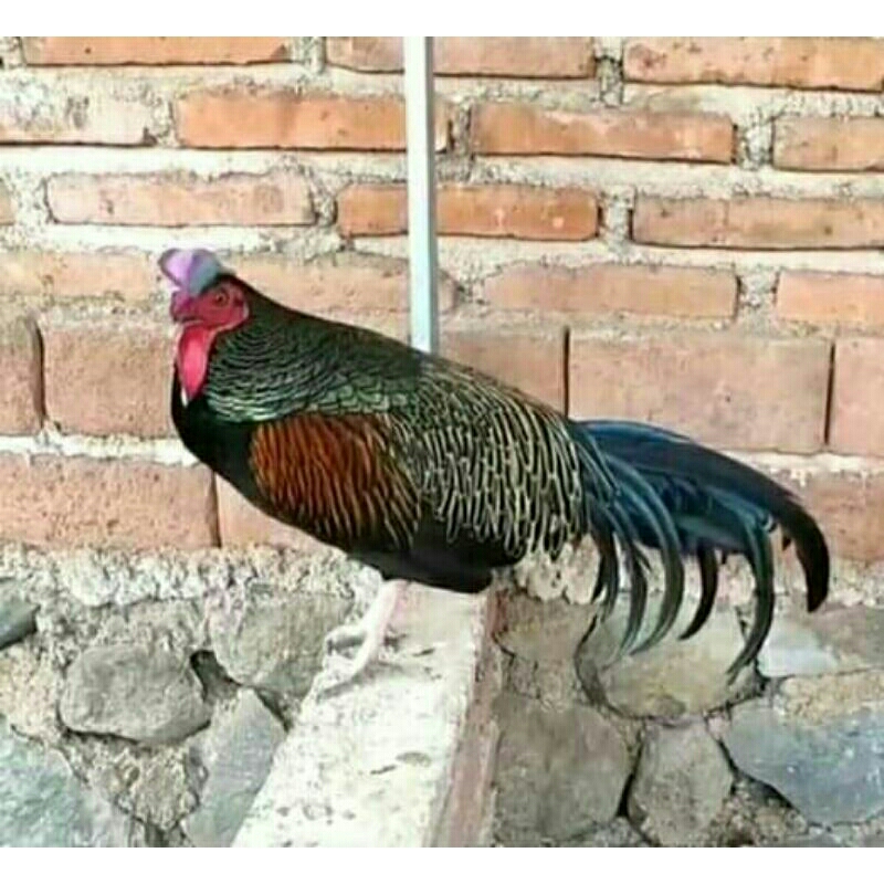 Telur fertil ayam hutan hijau ory untuk di tetaskan.