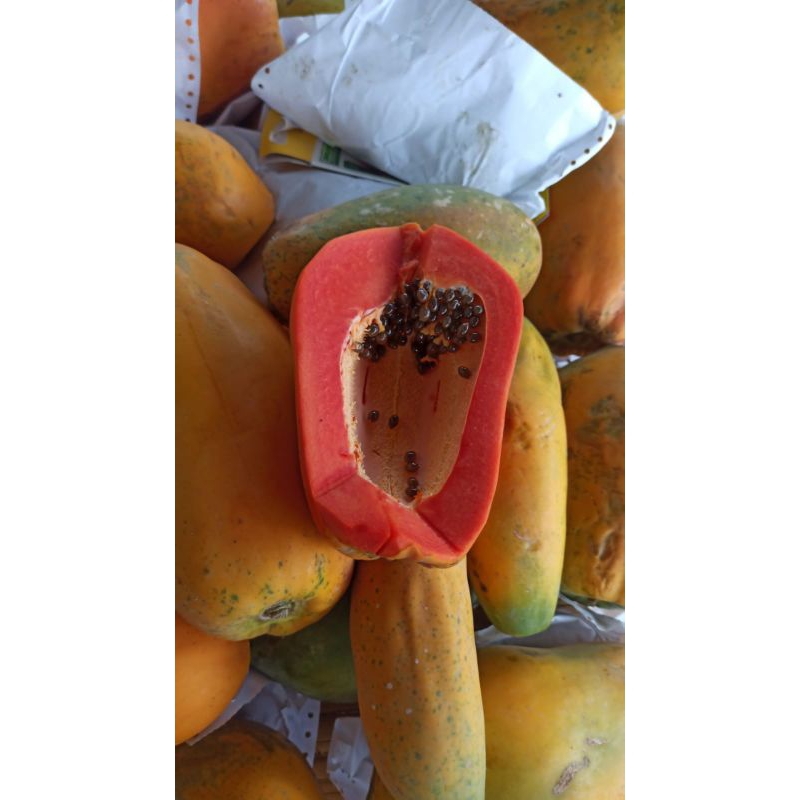 

Pepaya California Kualitas Super Manis Kenyal