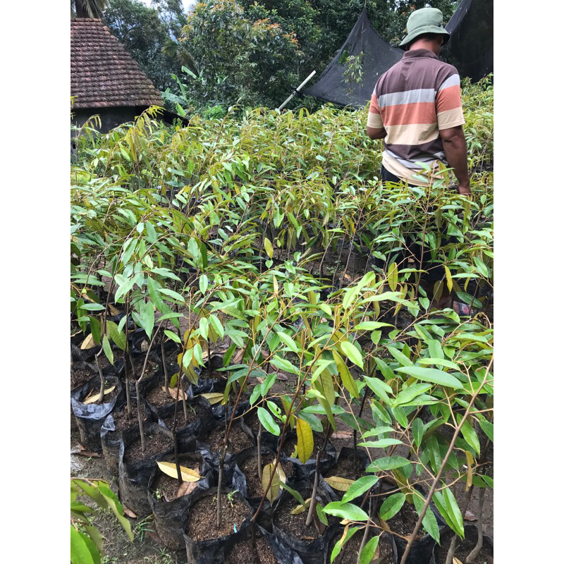 Bibit Durian Musangking, Bawor, Montong