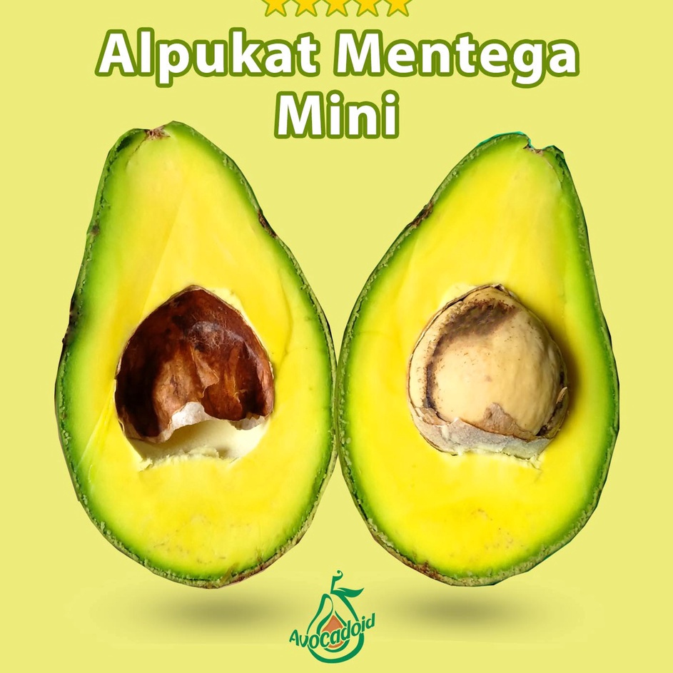

ORIGINAL Alpukat Mentega Mini Bergaransi