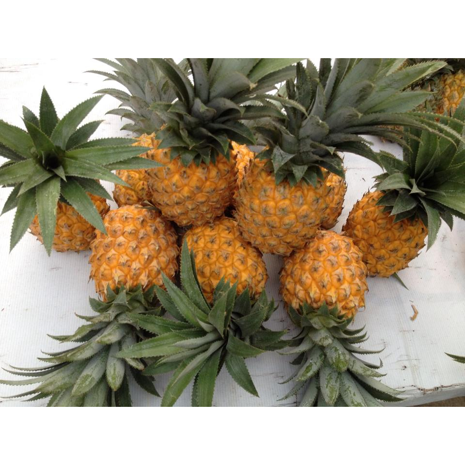 

BUAH NANAS MADU KUPAS/NON KUPAS