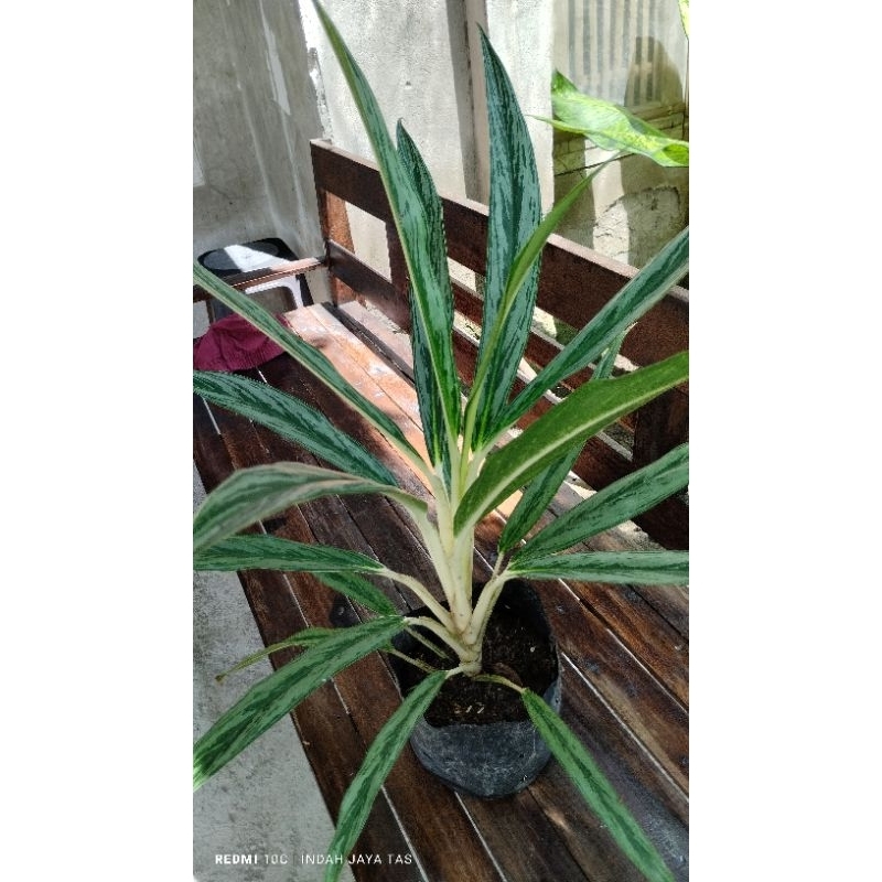 Tanaman hias aglonema bambu silver jumbo