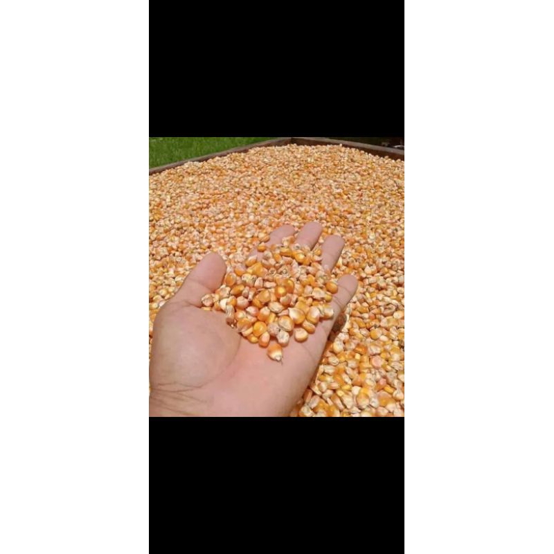 

Termurah//jagung kering serbaguna