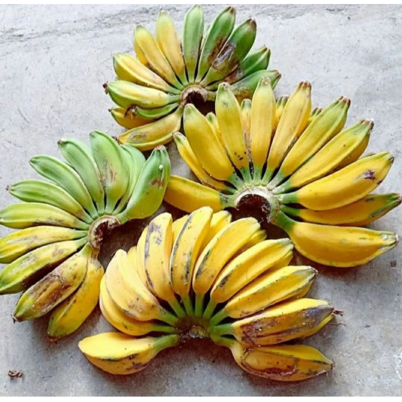 

PISANG KEPOK/GEDANGAN KEPOK MURAH 1SISIR
