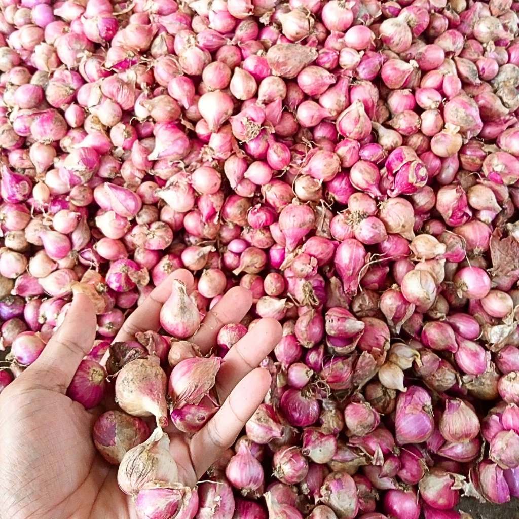 

Bawang Merah Varian 500 Gram