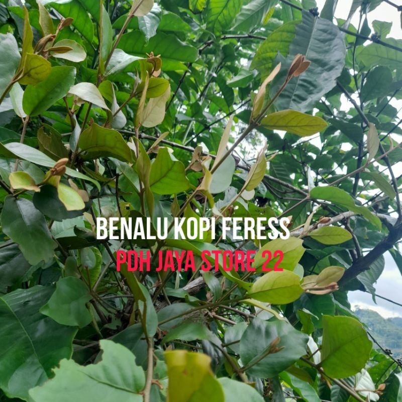 

Benalu Kopi atou daunbenalu segar Petik langsung per 1kg