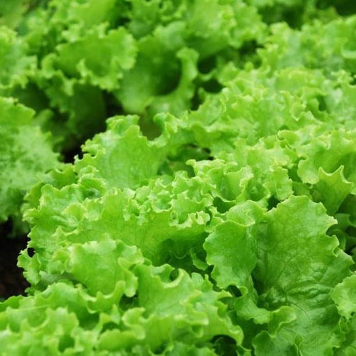 150 Biji - Benih Selada Keriting Grand Rapid - Cap Panah Merah - Benih Sayuran Berkualitas Super