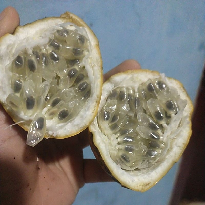 

Buah Markisa Legendaris 1 kg isi 13 butir