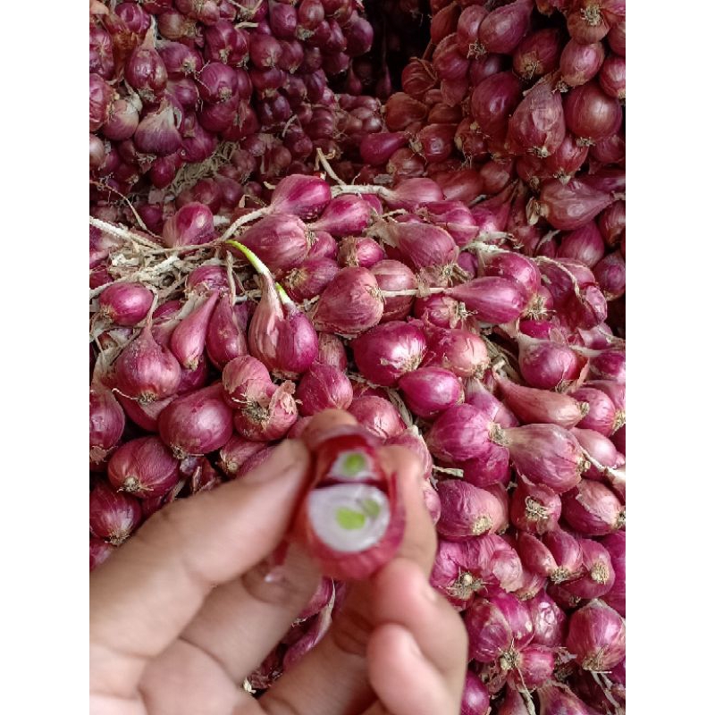 

Bibit bawang merah asli varietas bima Brebes 3kg