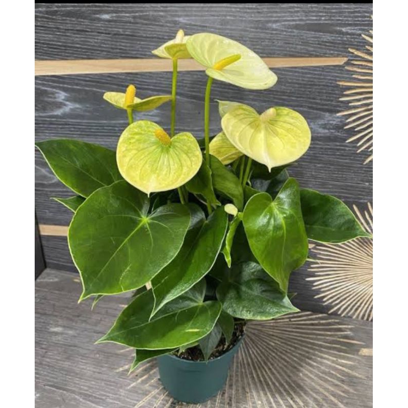Anthurium bangkok bunga warna hijau bibit tanaman hidup