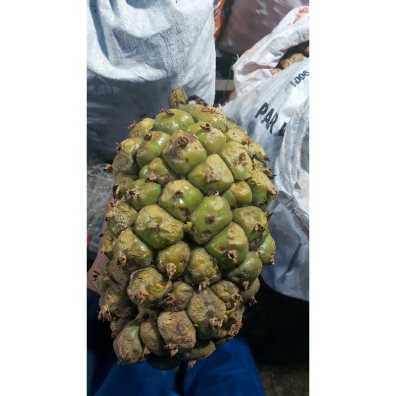 

asam cikala