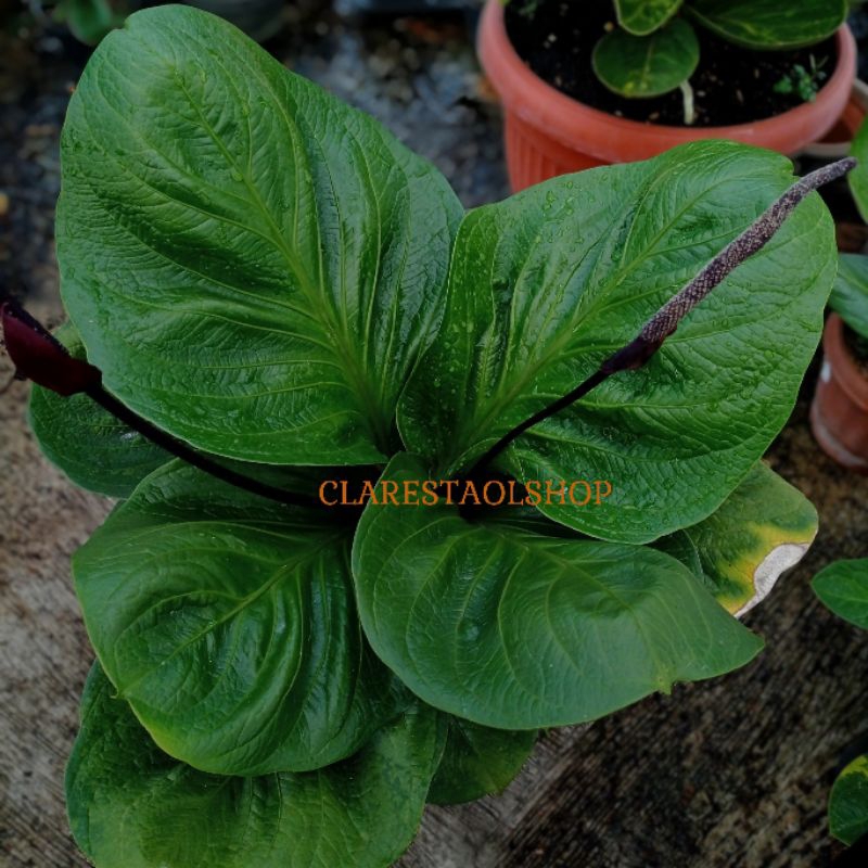 Seedling Anthurium Jemani Eka baby