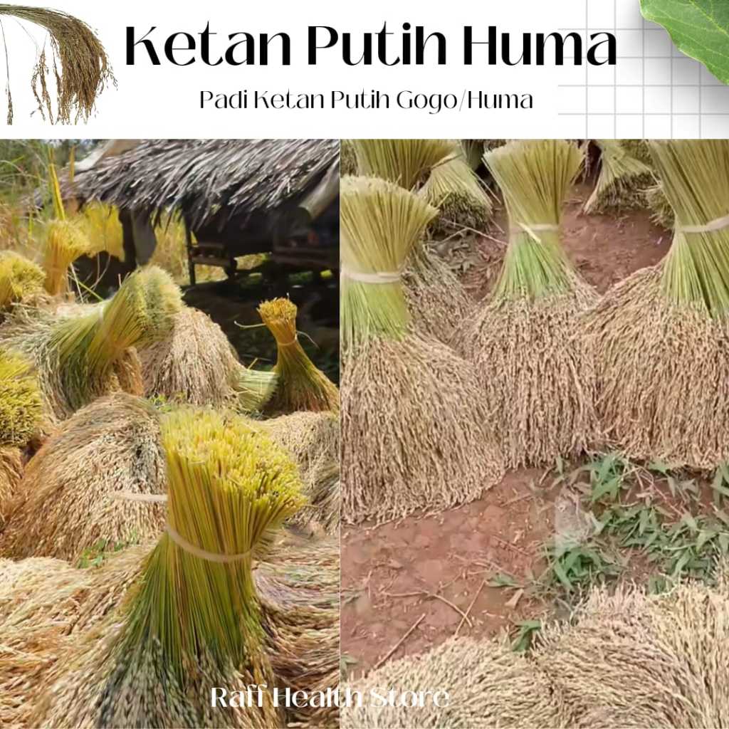 Bibit Padi Huma Ketan Putih Bertangkai 1 Ikat Isi 50 Tangkai Padi Ketan Putih Gogo