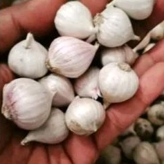 

Bawang putih tunggal super 500 gram