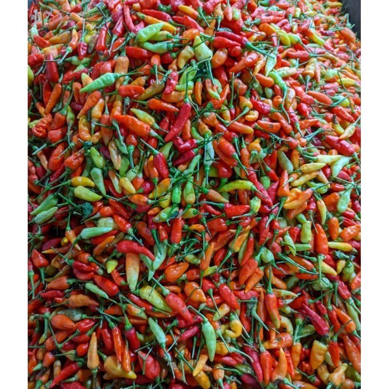 

Cabai Rawit Merah Setan 250gr