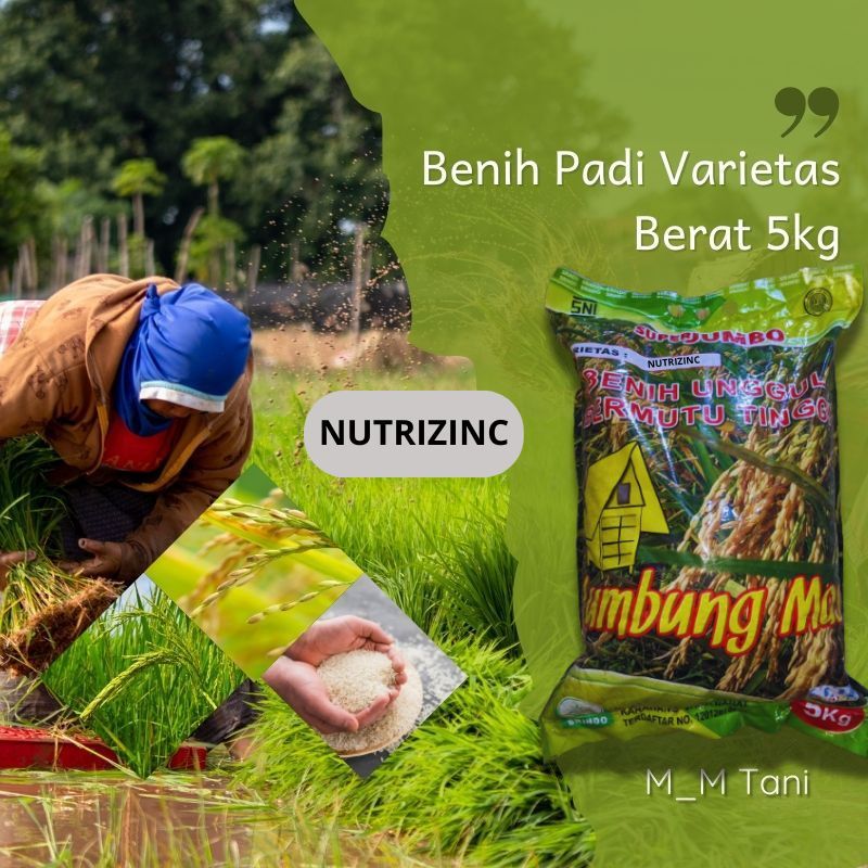 BIBIT BENIH PADI UNGGUL VARIETAS NUTRI ZINC NUTRIZINC BERAT 10 KG