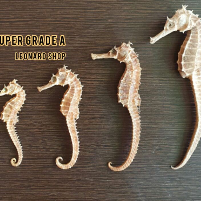 

Ready Stok KL HAI MA KERING SUPER HERBAL OBAT KESUBURAN PRIA WANITA HAIMA HAI MHA GINSENG RENDAMAN PIL KAPSUL NAGA LAUT SEAHORSE TERIPANG HAISOM SIRIP IKAN HISIT PENAMBAH STAMINA KUAT PERUT IKAN HUPIO GELEMBUNG REN SHEN SUBUR