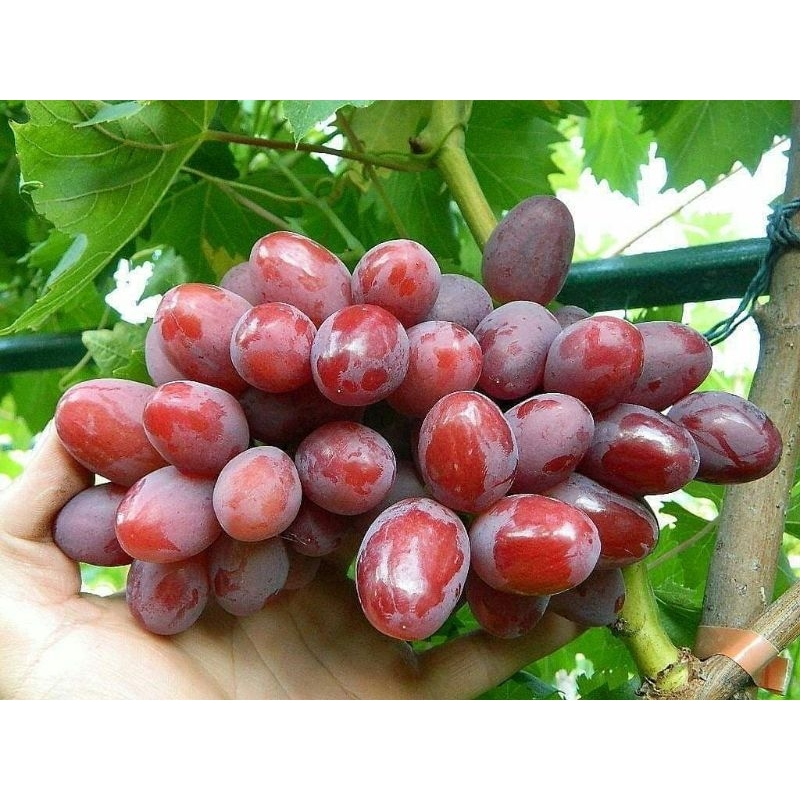 

bibit anggur import cepat berbuah siap berbuah