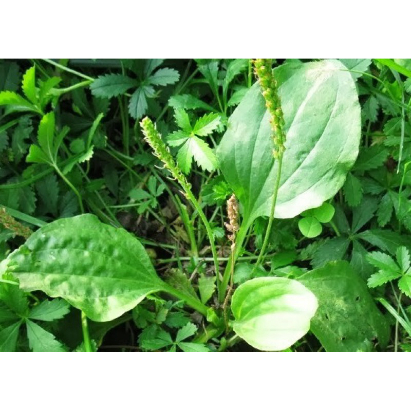 

DAUN KIURAT SEGAR 250 gram