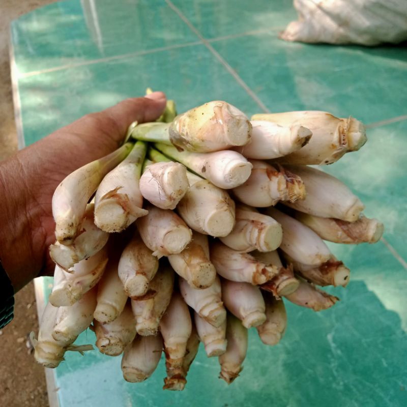 

Sereh Bumbu / Sereh Wangi 25 Pohon