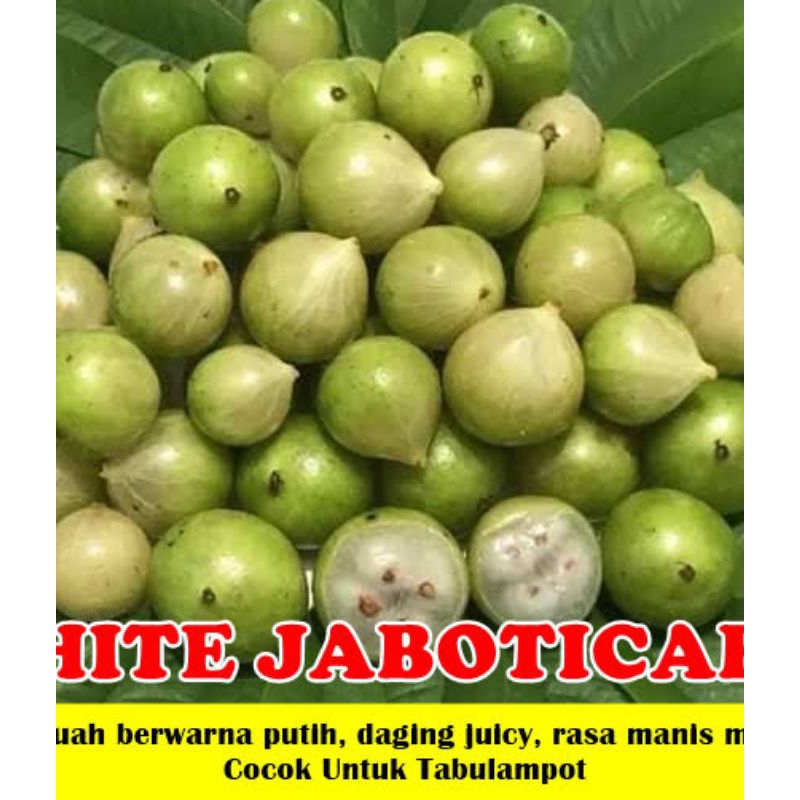 ANGGUR POHON WHITE JABOTICABA