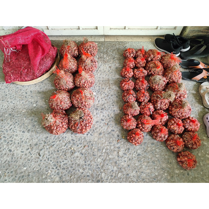 

bawang merah nganjuk super