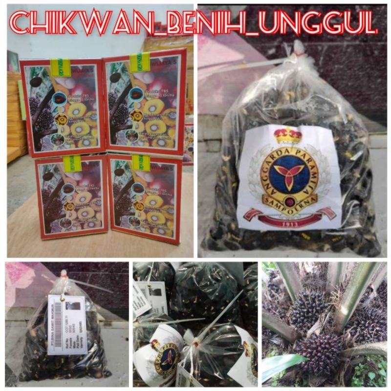 Bibit benih polong sawit DxP SRIWIJAYA 5