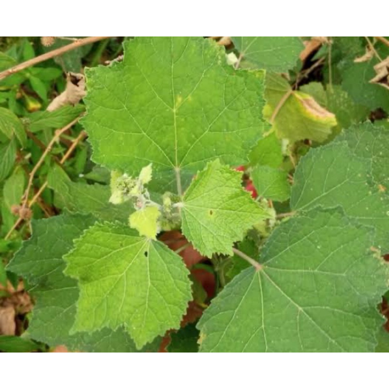 

Daun pulutan segar petik langsung 1 kg-az