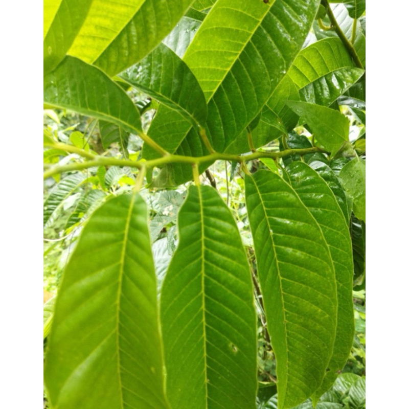 

Daun srikaya daun nona segar 500 gram-az
