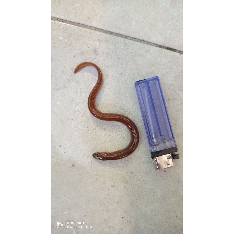 SidatMarmorata 1_5gram Per Ekor, Sidat hias, Sidat Kembang, Sidat Brontok