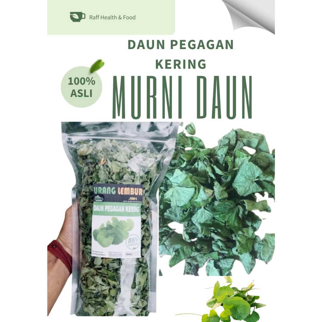 

Daun Pegagan Kering 100% Murni Daun Tanpa Campuran Daun Antanan Kaki Kuda Asli