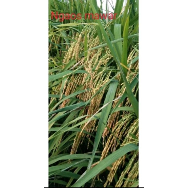 padi unggul ciputri (Ciherang malai panjang)