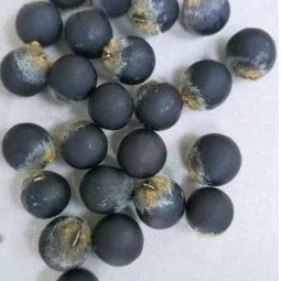 

Biji lerak kemasan 1kg