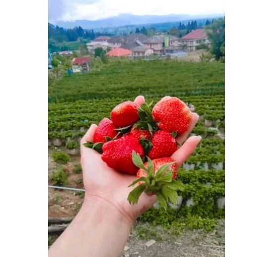 

Stobery Bandung 18.000 1 ons