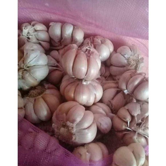 

Lariz manis bawang putih 1kg fres
