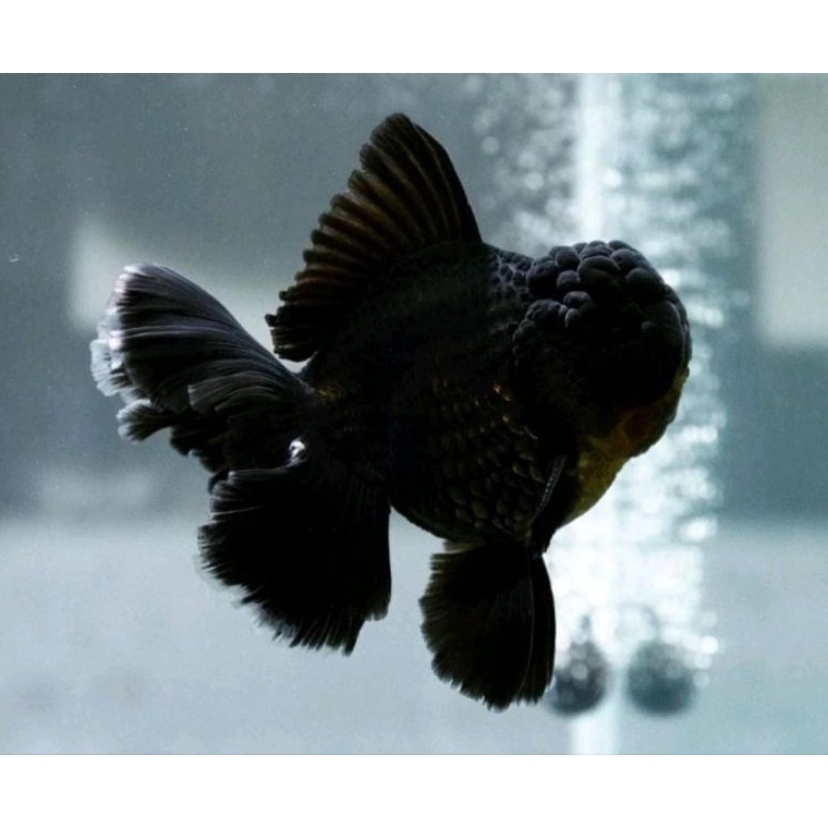 ART D89W Ikan Hias Mas Koki Oranda Black Mamba Import Grade High Quality  Ikan Mas Koki