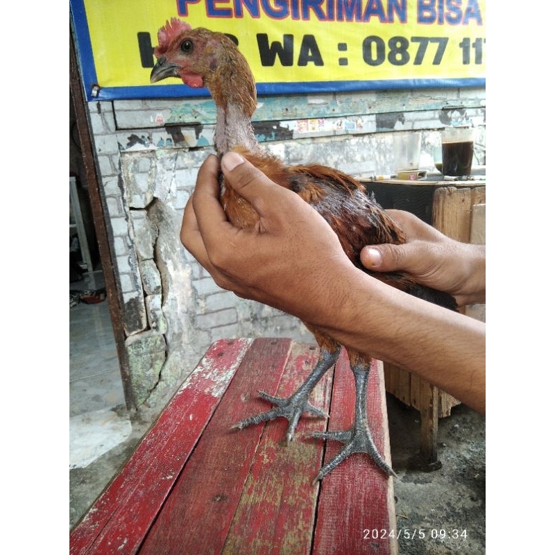 Ayam Pelung Usia 2 Bulan Asli Cianjur