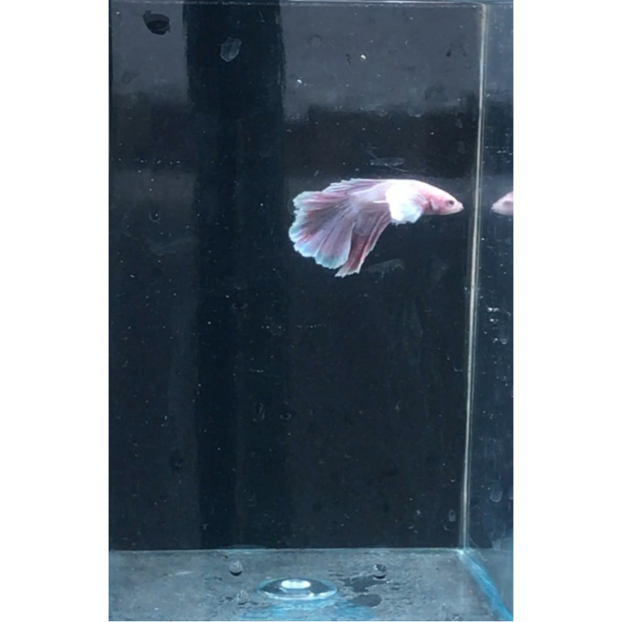 Ikan Cupang Halfmoon Lavender Dumbo Ear 2 / Ikan Hias Air Tawar / Ikan Aquascape