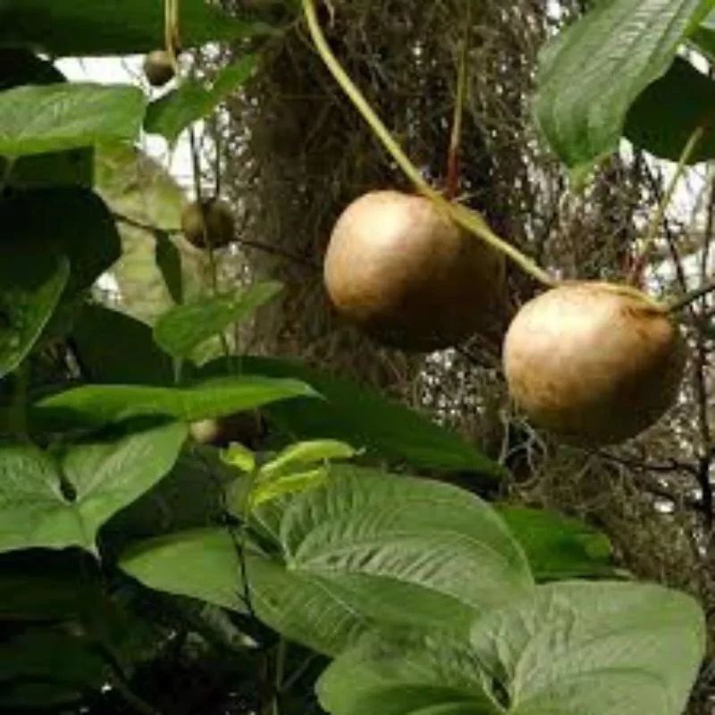 

UMBI GANTUNG / GEMBOLO / UMBI RAMBAT / KENTANG UDARA PROMO