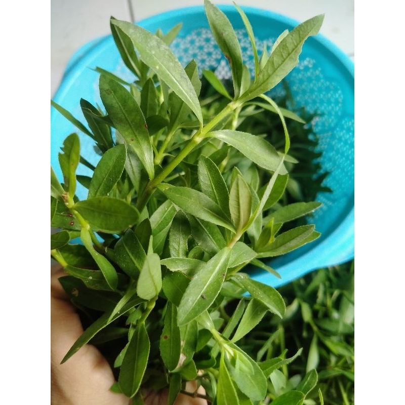 

Daun krema/sayur kremah