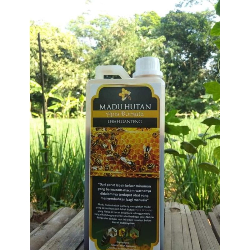 

madu hutan apis dorsata 1 kg