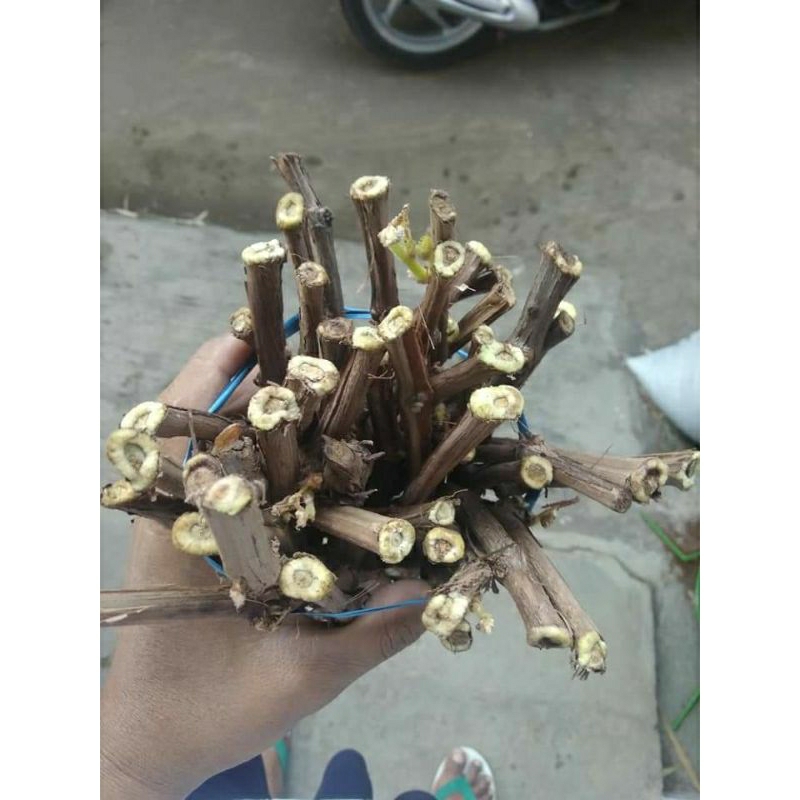 cutting anggur isabella kalus siap sambung dan grafting