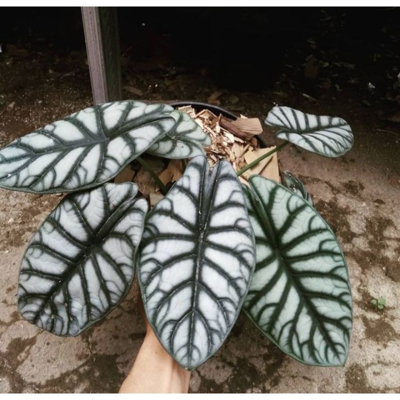 alocasia dragon silver - tanaman - alocasia