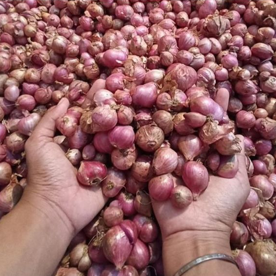 

BAWANG MERAH / Ukuran Campur / Berat 1 KG