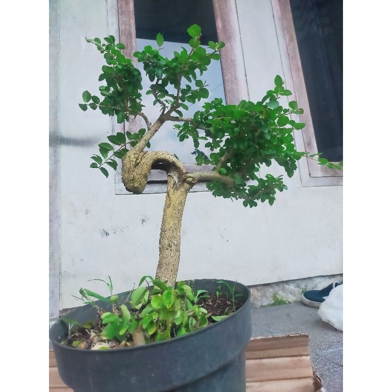 Bonsai Sisir/ Bonsai Kaliage