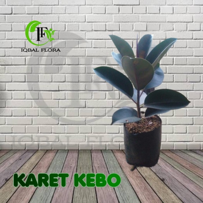 Pohon Karet Kebo Tanaman Karet Kebo