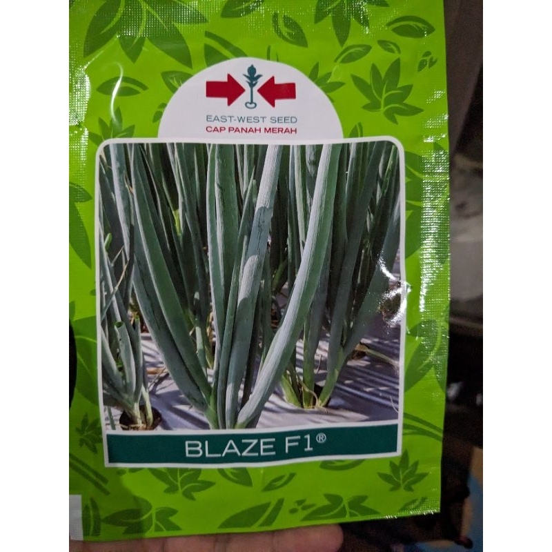 

DAUN BAWANG | KUCAI | BLAZE F1