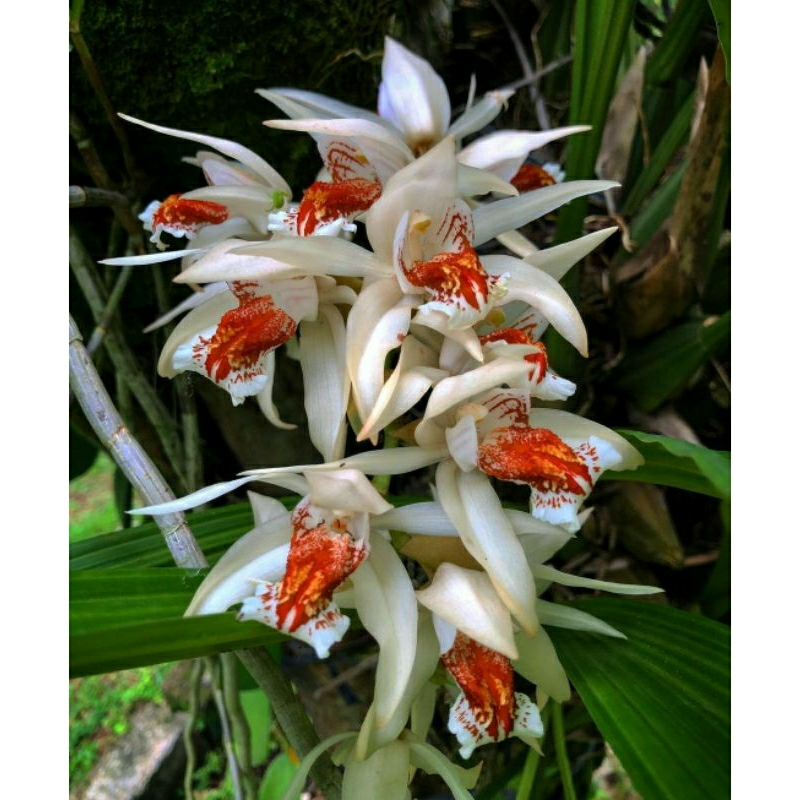 Coelogyne asperata
